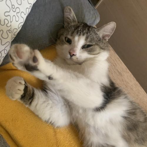 photo_pets