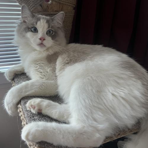 photo_pets