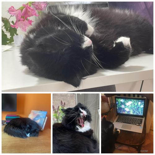 photo_pets