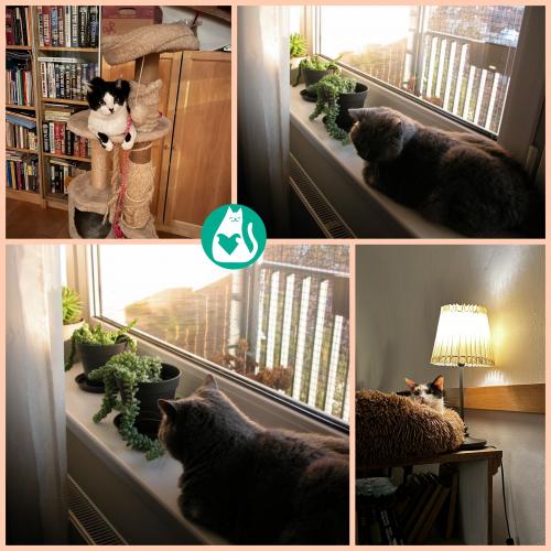 photo_pets