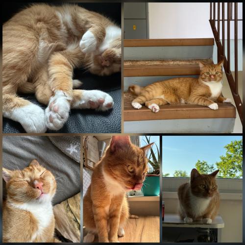 photo_pets