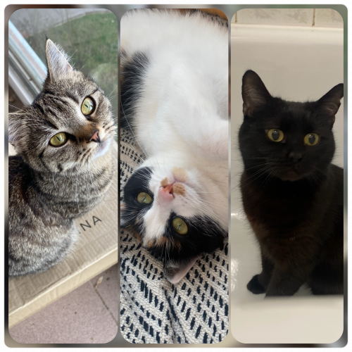 photo_pets