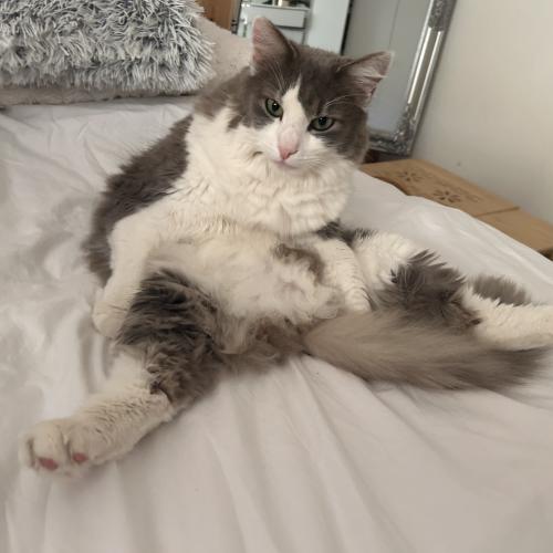 photo_pets
