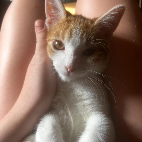 photo_pets