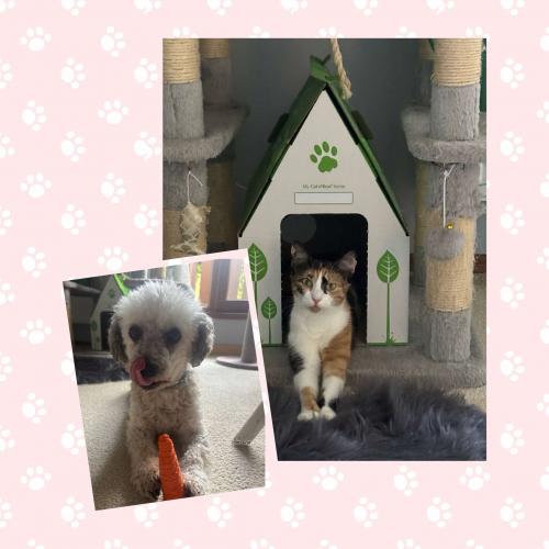 photo_pets