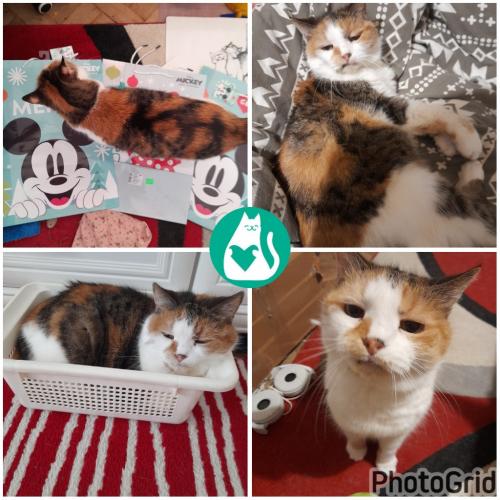 photo_pets
