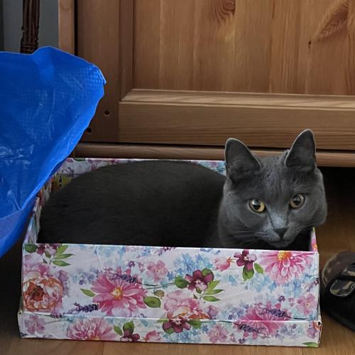 photo_pets